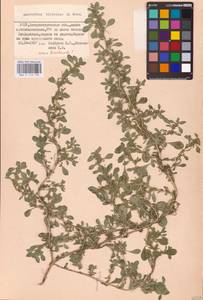 Amaranthus blitoides S. Watson, Eastern Europe, South Ukrainian region (E12) (Ukraine)