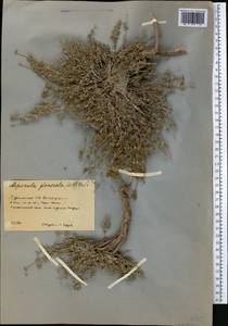 Asperula glomerata (M.Bieb.) Griseb., Middle Asia, Kopet Dag, Badkhyz, Small & Great Balkhan (M1) (Turkmenistan)