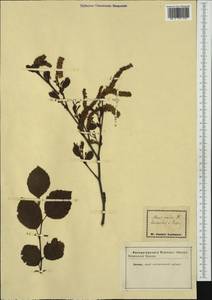 Alnus alnobetula subsp. alnobetula, Western Europe (EUR) (Germany)