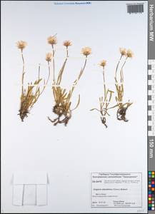 Erigeron silenifolius (Turcz. ex DC.) Botsch., Siberia, Central Siberia (S3) (Russia)