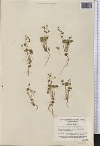 Geranium molle L., America (AMER) (Canada)