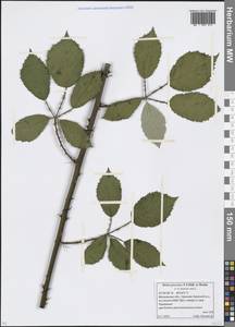 Rubus procerus P. J. Müll. ex Boulay, Eastern Europe, Moscow region (E4a) (Russia)