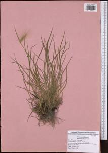 Hordeum jubatum L., Eastern Europe, Central region (E4) (Russia)