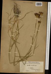 Dianthus cruentus Griseb., Western Europe (EUR) (North Macedonia)