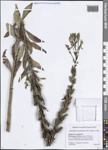 Oenothera × ersteinensis H.P.Linder & R.Jean, Eastern Europe, Moscow region (E4a) (Russia)