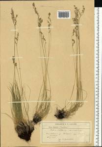 Festuca pulchra Schur, Eastern Europe, Central forest-and-steppe region (E6) (Russia)