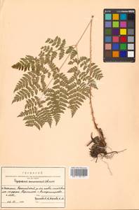 Dryopteris amurensis (Milde) Christ, Siberia, Russian Far East (S6) (Russia)