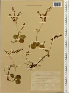 Umbilicus oppositifolius Ledeb., Caucasus, Krasnodar Krai & Adygea (K1a) (Russia)