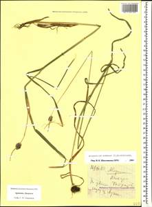 Alopecurus arundinaceus Poir., Caucasus, Armenia (K5) (Armenia)
