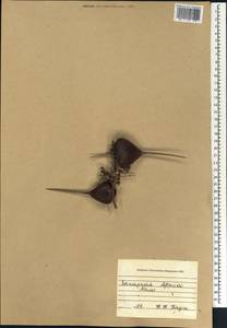 Acacia, Africa (AFR) (Mali)