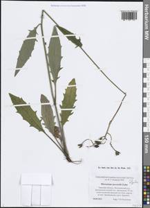 Hieracium lachenalii subsp. deductum (Sudre) Greuter, Eastern Europe, North-Western region (E2) (Russia)