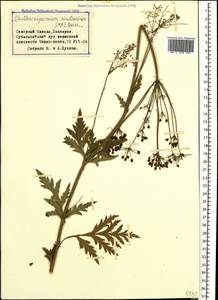 Eleutherospermum cicutarium (M. Bieb.) Boiss., Caucasus, Stavropol Krai, Karachay-Cherkessia & Kabardino-Balkaria (K1b) (Russia)