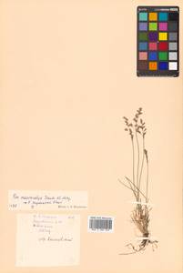 Poa macrocalyx Trautv. & C.A.Mey., Siberia, Russian Far East (S6) (Russia)