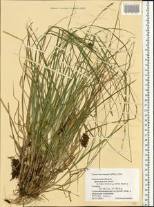 Carex brunnescens (Pers.) Poir., Eastern Europe, Western region (E3) (Russia)