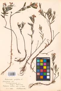 Andromeda polifolia L., Eastern Europe, Moscow region (E4a) (Russia)