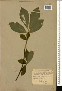 Euonymus leiophloeus Stev., Caucasus, Krasnodar Krai & Adygea (K1a) (Russia)