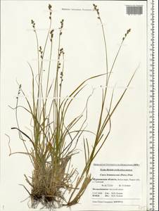 Carex brunnescens (Pers.) Poir., Eastern Europe, Northern region (E1) (Russia)