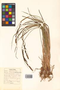 Carex middendorffii F.Schmidt, Siberia, Russian Far East (S6) (Russia)