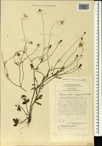 Ranunculus oxyspermus Willd., Caucasus, Stavropol Krai, Karachay-Cherkessia & Kabardino-Balkaria (K1b) (Russia)