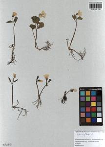 Viola uniflora L., Siberia, Altai & Sayany Mountains (S2) (Russia)