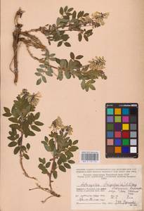 Astragalus frigidus (L.) A.Gray, Eastern Europe, Northern region (E1) (Russia)