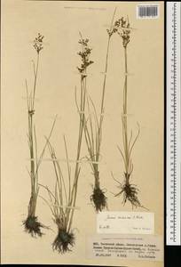 Juncus orchonicus Novikov, Mongolia (MONG) (Mongolia)
