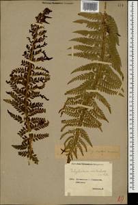 Polystichum aculeatum (L.) Roth, Caucasus, Georgia (K4) (Georgia)