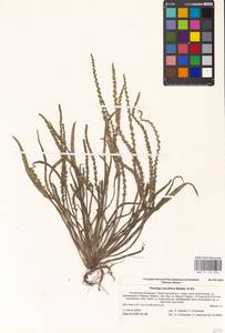 Plantago tenuiflora Waldst. & Kit., Eastern Europe, Lower Volga region (E9) (Russia)