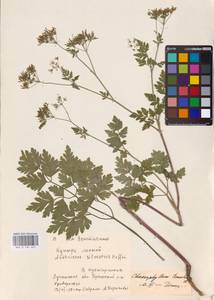 Chaerophyllum temulum L., Eastern Europe, North Ukrainian region (E11) (Ukraine)