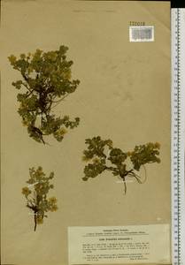 Potentilla acaulis L., Siberia, Baikal & Transbaikal region (S4) (Russia)