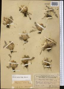 Rhaponticum nanum subsp. nanum, Middle Asia, Pamir & Pamiro-Alai (M2) (Tajikistan)