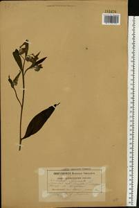 Symphytum officinale L., Eastern Europe, Belarus (E3a) (Belarus)