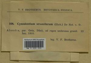 Cynodontium strumiferum (Hedw.) Lindb., Bryophytes, Bryophytes - Western Europe (BEu) (Finland)