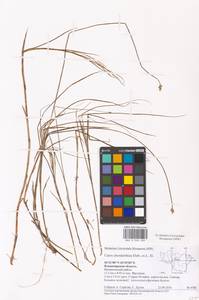 Carex chordorrhiza L.f., Eastern Europe, Central region (E4) (Russia)