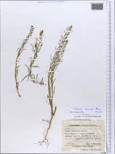 Thesium ramosum Hayne, Eastern Europe, South Ukrainian region (E12) (Ukraine)
