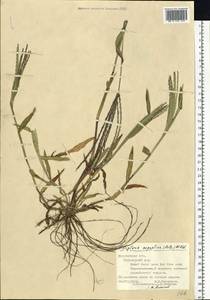Digitaria sanguinalis (L.) Scop., Eastern Europe, Central forest-and-steppe region (E6) (Russia)