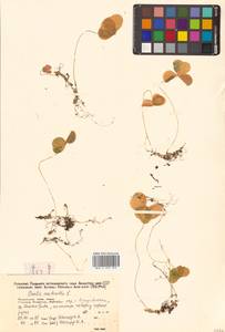 Oxalis acetosella L., Siberia, Russian Far East (S6) (Russia)