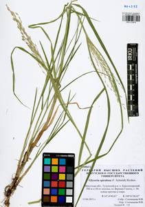 Glyceria spiculosa (F.Schmidt) Roshev. ex B.Fedtsch., Siberia, Baikal & Transbaikal region (S4) (Russia)