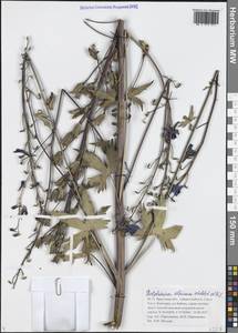 Delphinium elatum L., Siberia, Baikal & Transbaikal region (S4) (Russia)