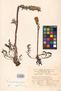 MHA 0 162 163, Pedicularis dasystachys Schrenk, Eastern Europe, Eastern region (E10) (Russia)