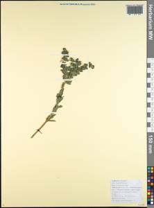 Euphorbia hirsuta L., Caucasus, Black Sea Shore (from Novorossiysk to Adler) (K3) (Russia)