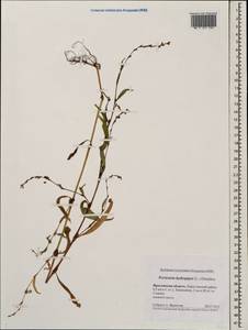 Persicaria hydropiper (L.) Spach, Eastern Europe, Central forest region (E5) (Russia)