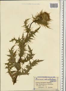 Cirsium obvallatum (M.Bieb.) M.Bieb., Caucasus, Azerbaijan (K6) (Azerbaijan)