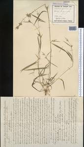 Apluda mutica L., Middle Asia, Syr-Darian deserts & Kyzylkum (M7) (Uzbekistan)