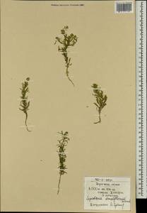 Lepidium apetalum Willd., Mongolia (MONG) (Mongolia)