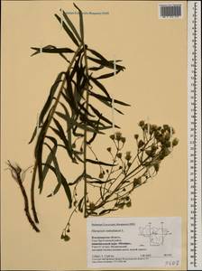 Hieracium umbellatum L., Eastern Europe, Central region (E4) (Russia)