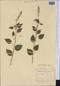 Rivina humilis L., America (AMER) (Not classified)