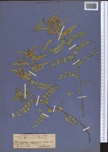 Cicer flexuosum Lipsky, Middle Asia, Western Tian Shan & Karatau (M3) (Kazakhstan)