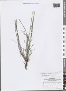 Dianthus campestris M. Bieb., Eastern Europe, Lower Volga region (E9) (Russia)