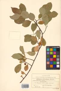 Celastrus orbiculatus Thunb., Siberia, Russian Far East (S6) (Russia)